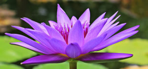 fiore loto